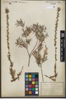 Foto von Salix repens subsp. rosmarinifolia (L.) Andersson